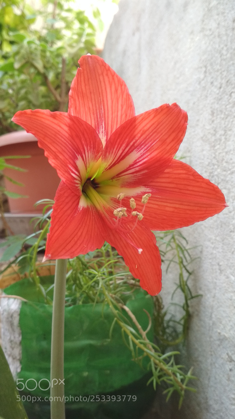 Xiaomi Redmi 4 Pro sample photo. Untitled photography