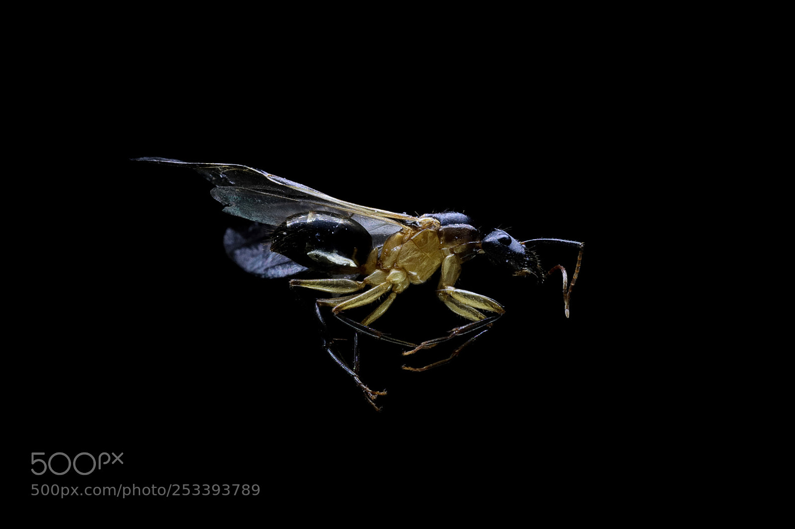 Canon EOS 6D Mark II sample photo. Hormiga con alas photography