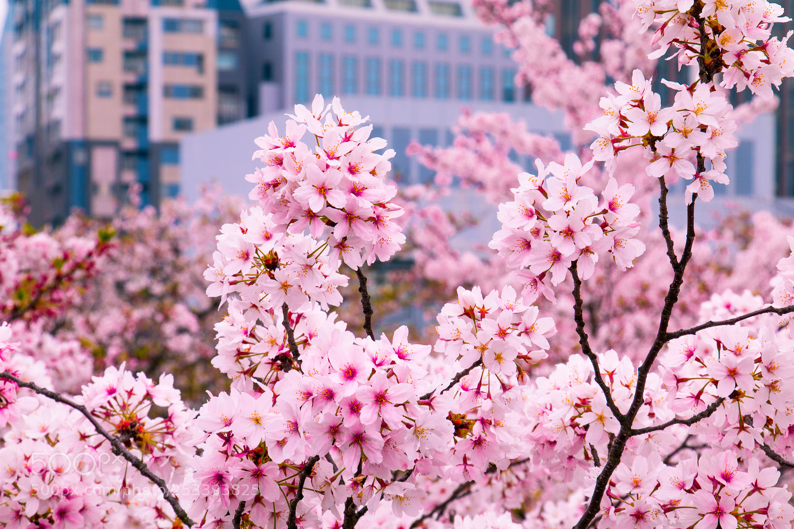 Canon EOS 70D sample photo. Cherry blossoms and skyscrapers photography