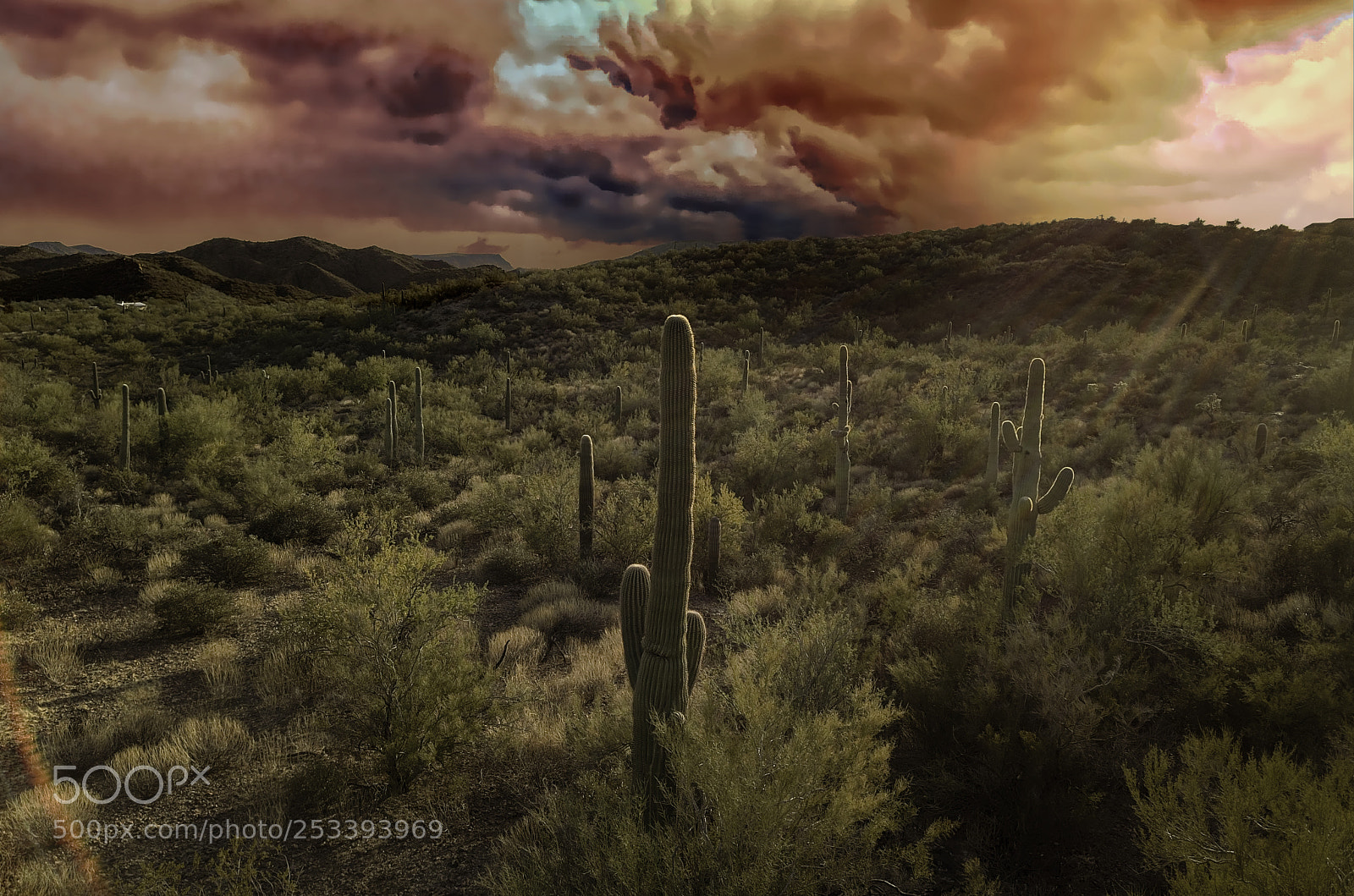 DJI FC220 sample photo. Cactus in the clouds photography