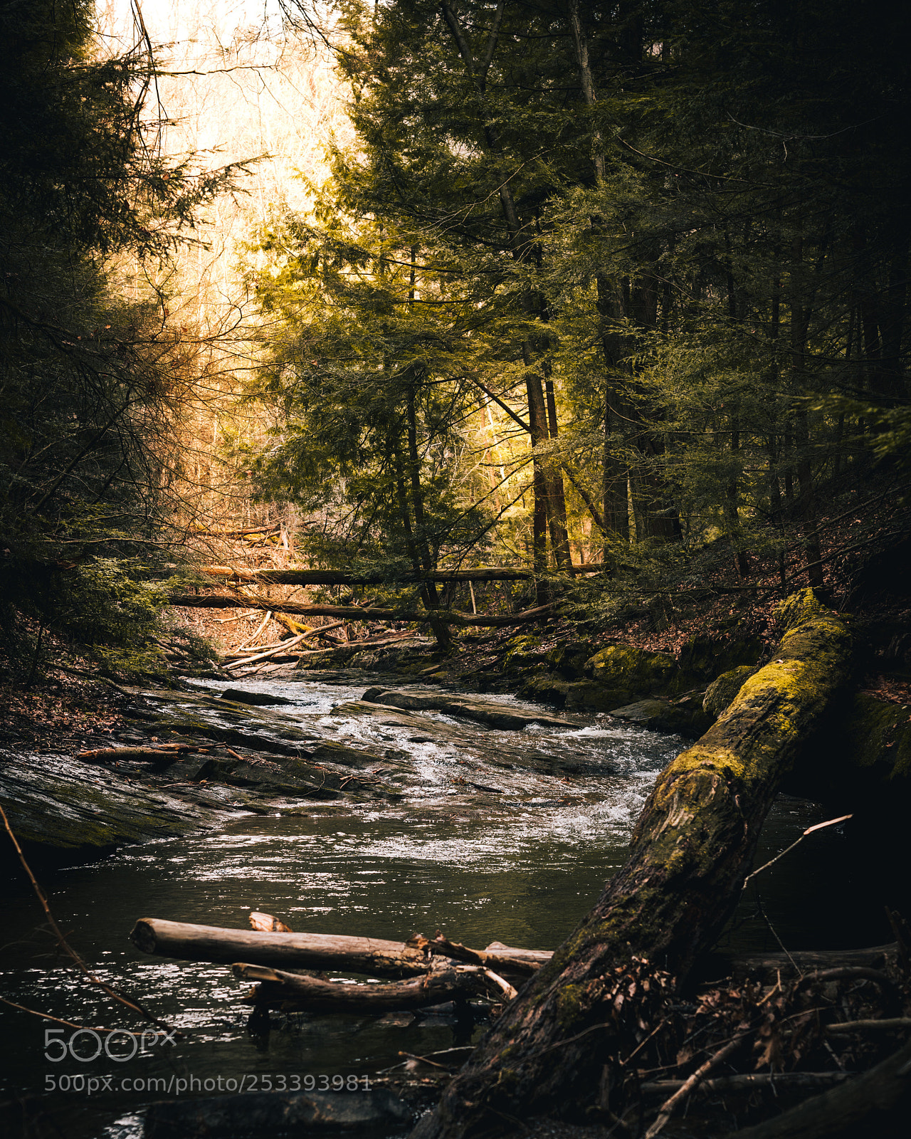 Sony a7R II sample photo. Mossy forest  photography