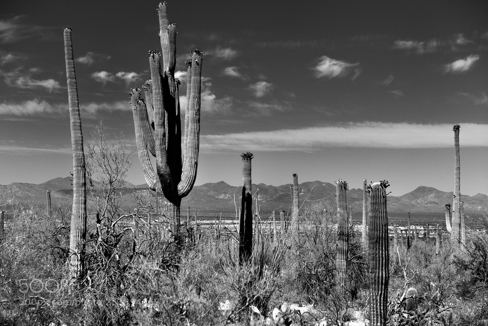 Nikon D800E sample photo. Desert landscape setting along photography