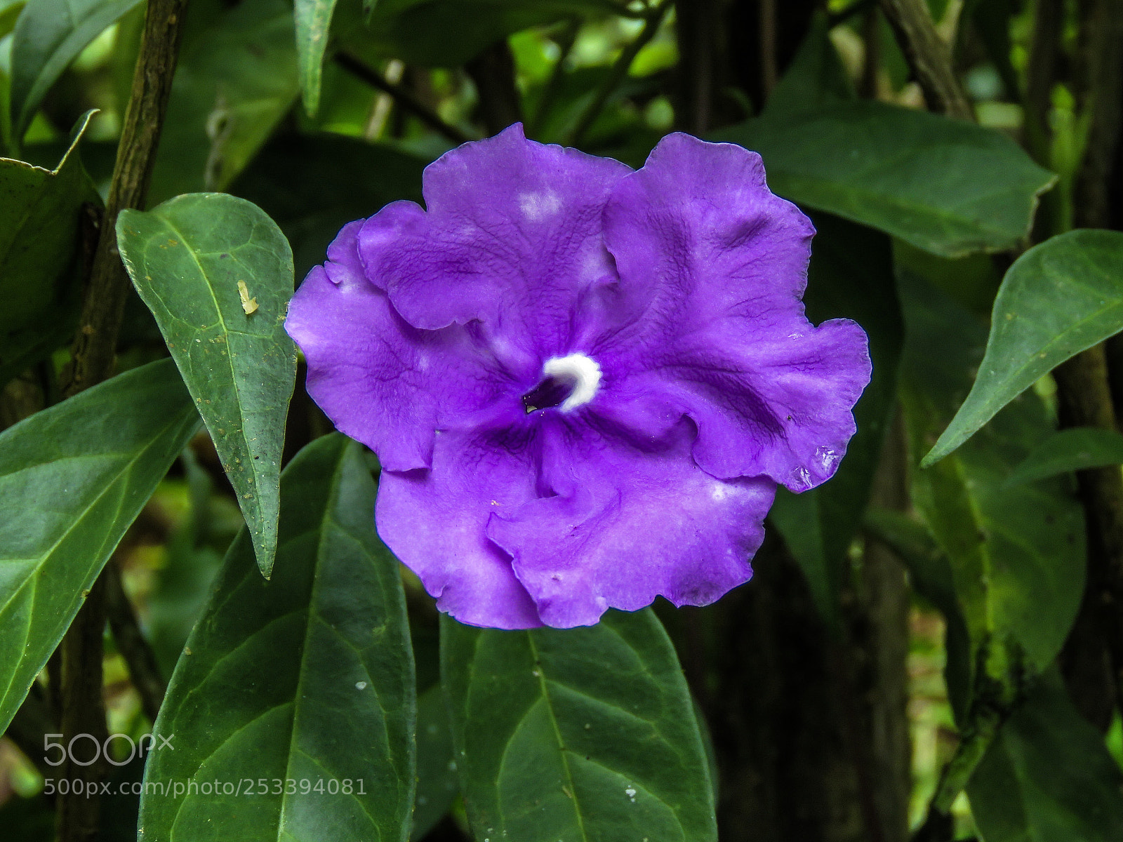 Canon PowerShot SX60 HS sample photo. Purple flower photography