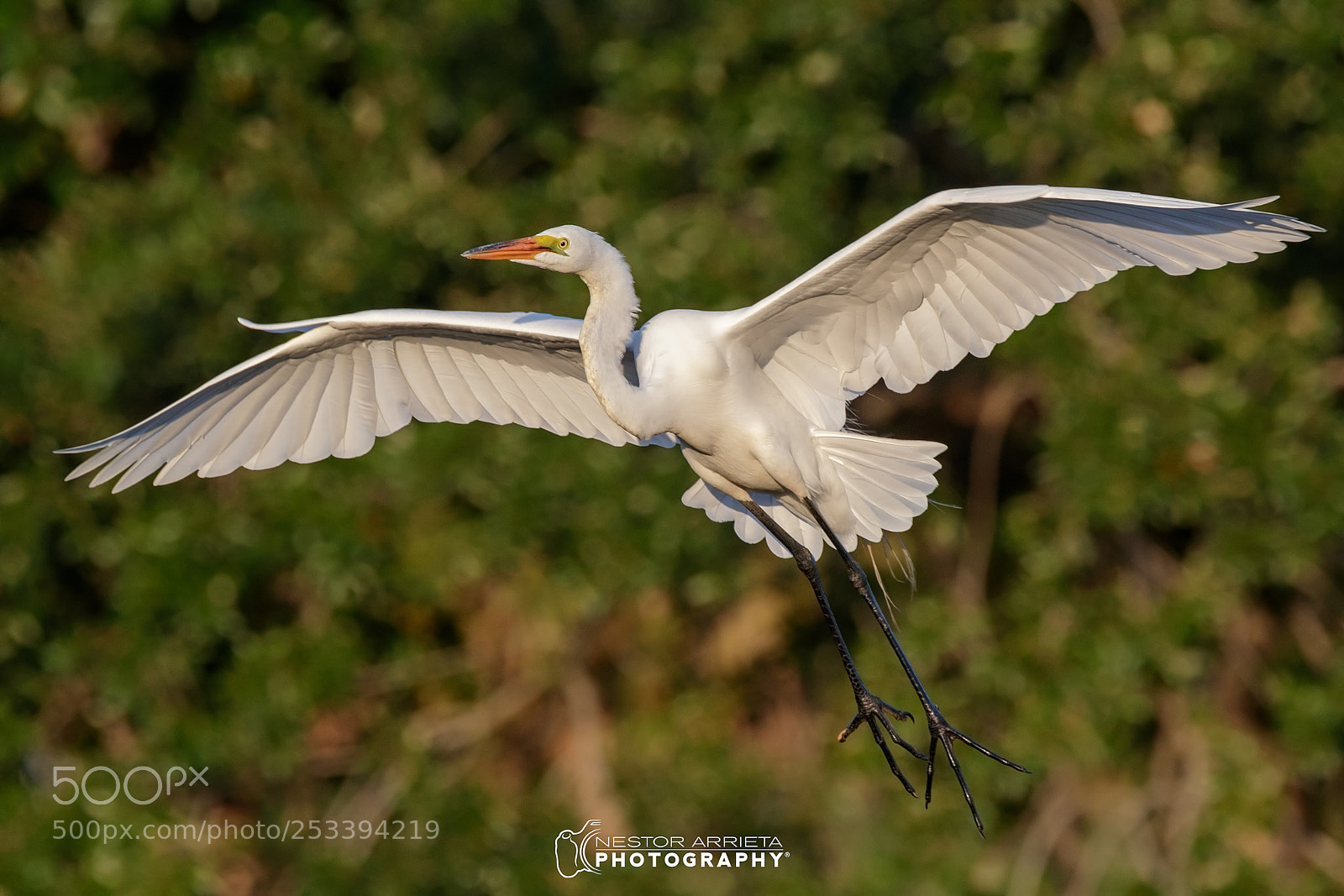Canon EOS-1D X Mark II sample photo. Great egret photography