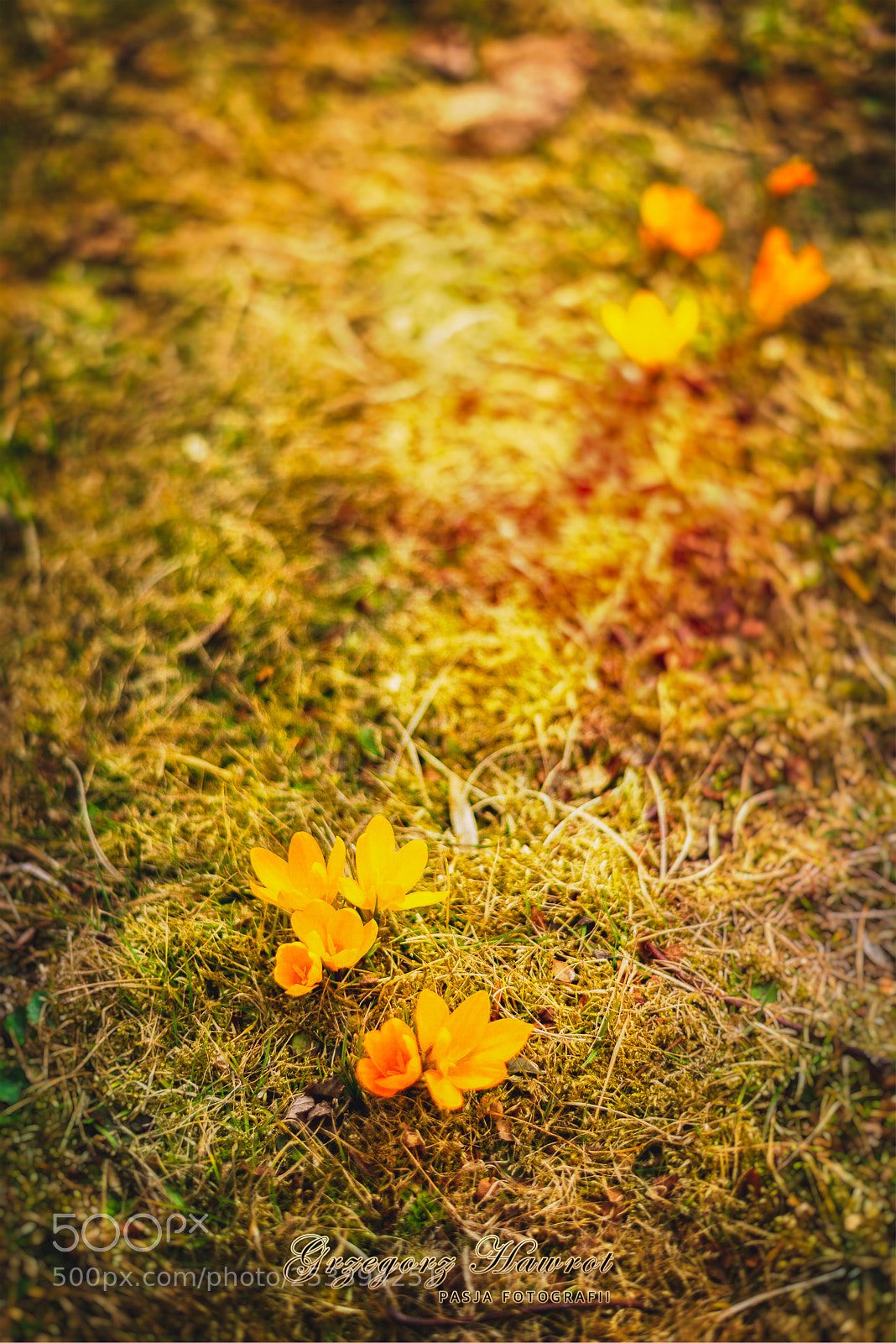 Nikon D800 sample photo. Oznaki wiosny krokusy gliwice photography