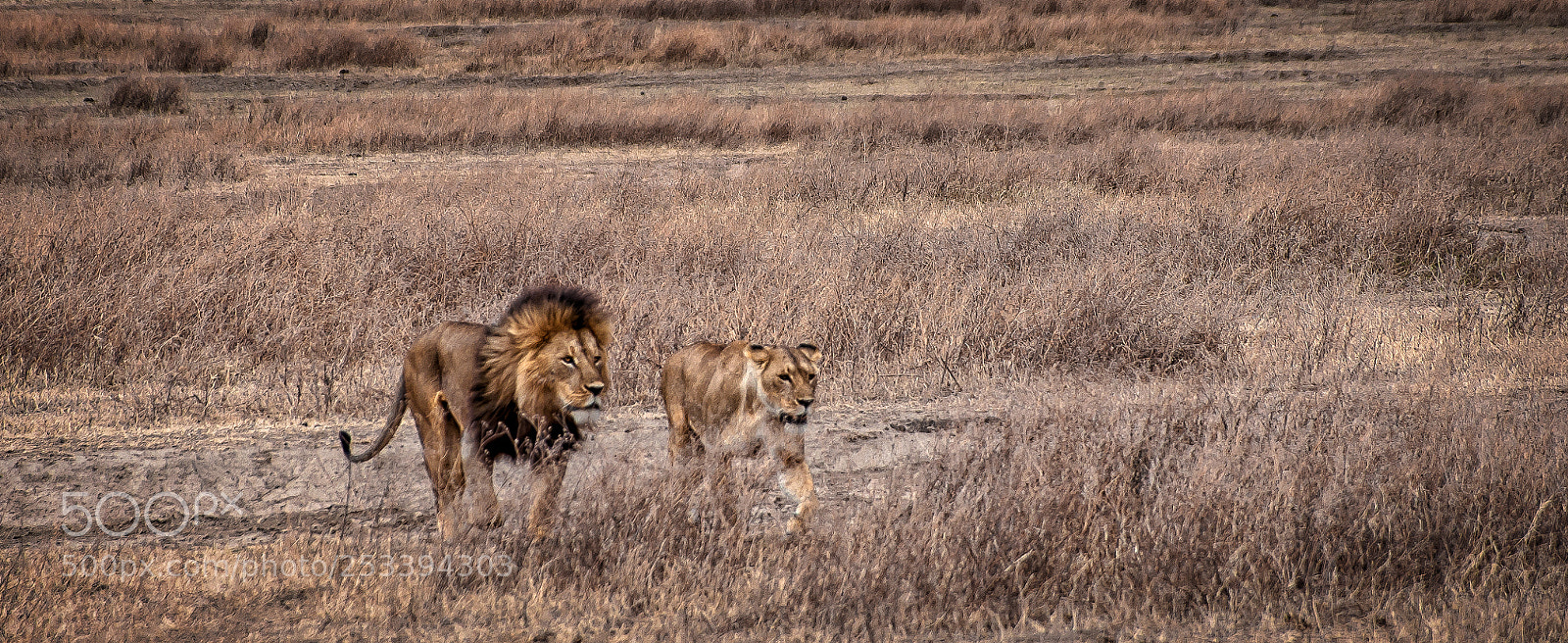 Nikon D90 sample photo. Tanzania lions photography