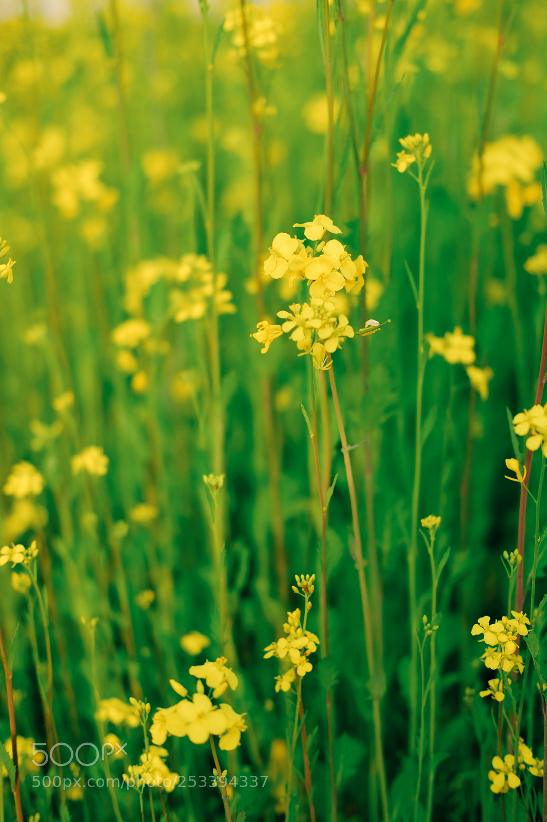 Fujifilm X-Pro2 sample photo. Rapeseed flower photography