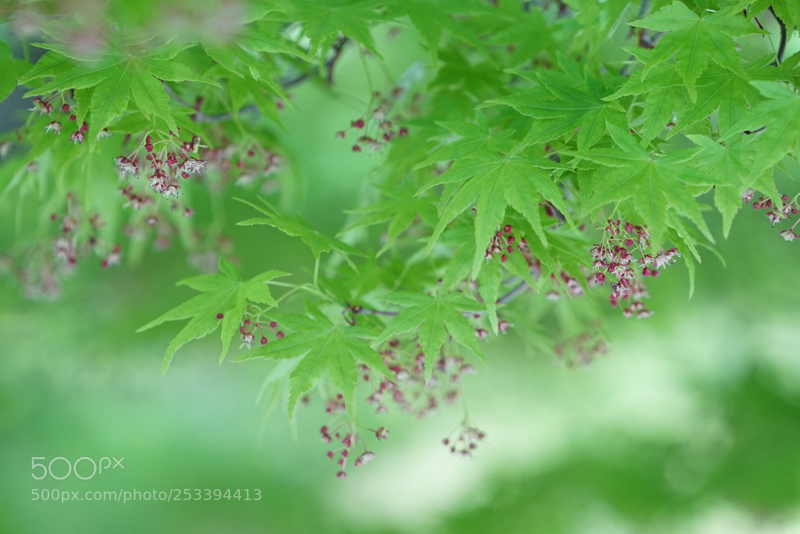 Sony a7 II sample photo. Spring green photography