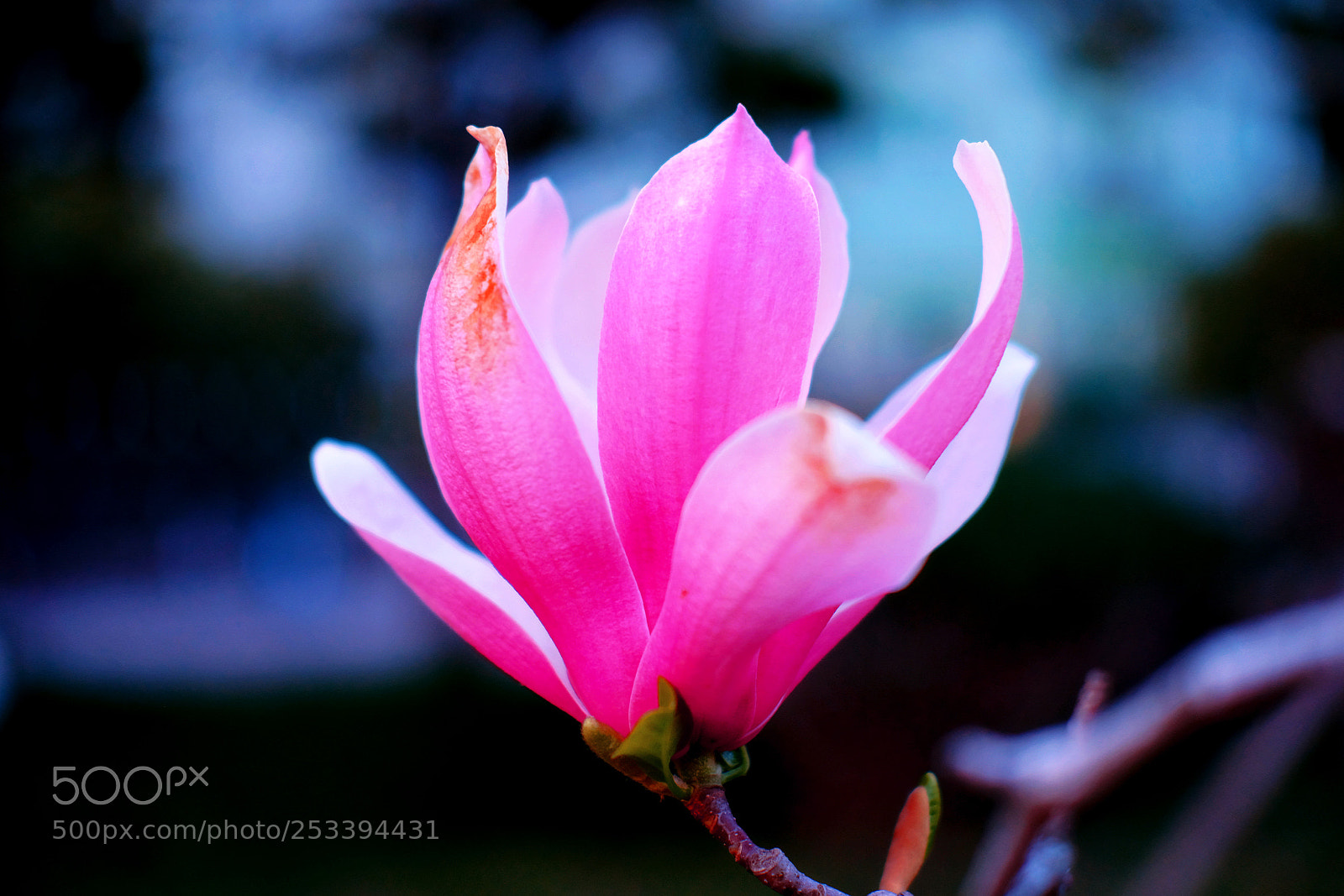 Fujifilm X-Pro2 sample photo. Flower photography