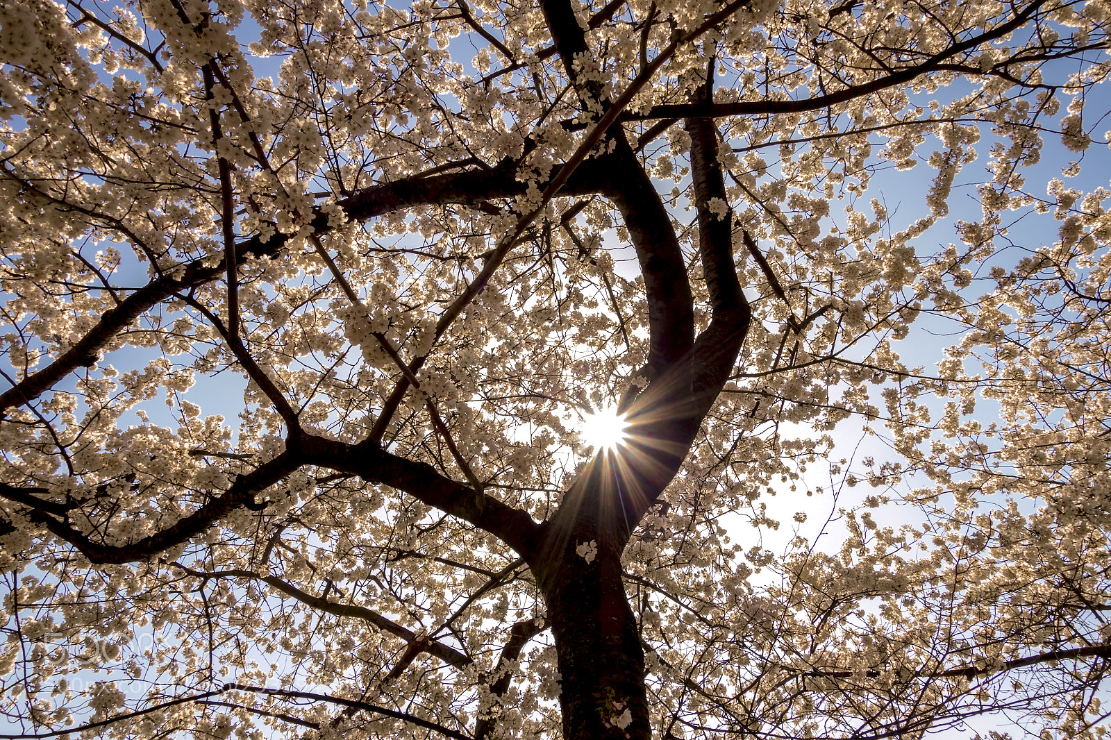 Sony Cyber-shot DSC-RX100 II sample photo. Cherry blossom startburst photography