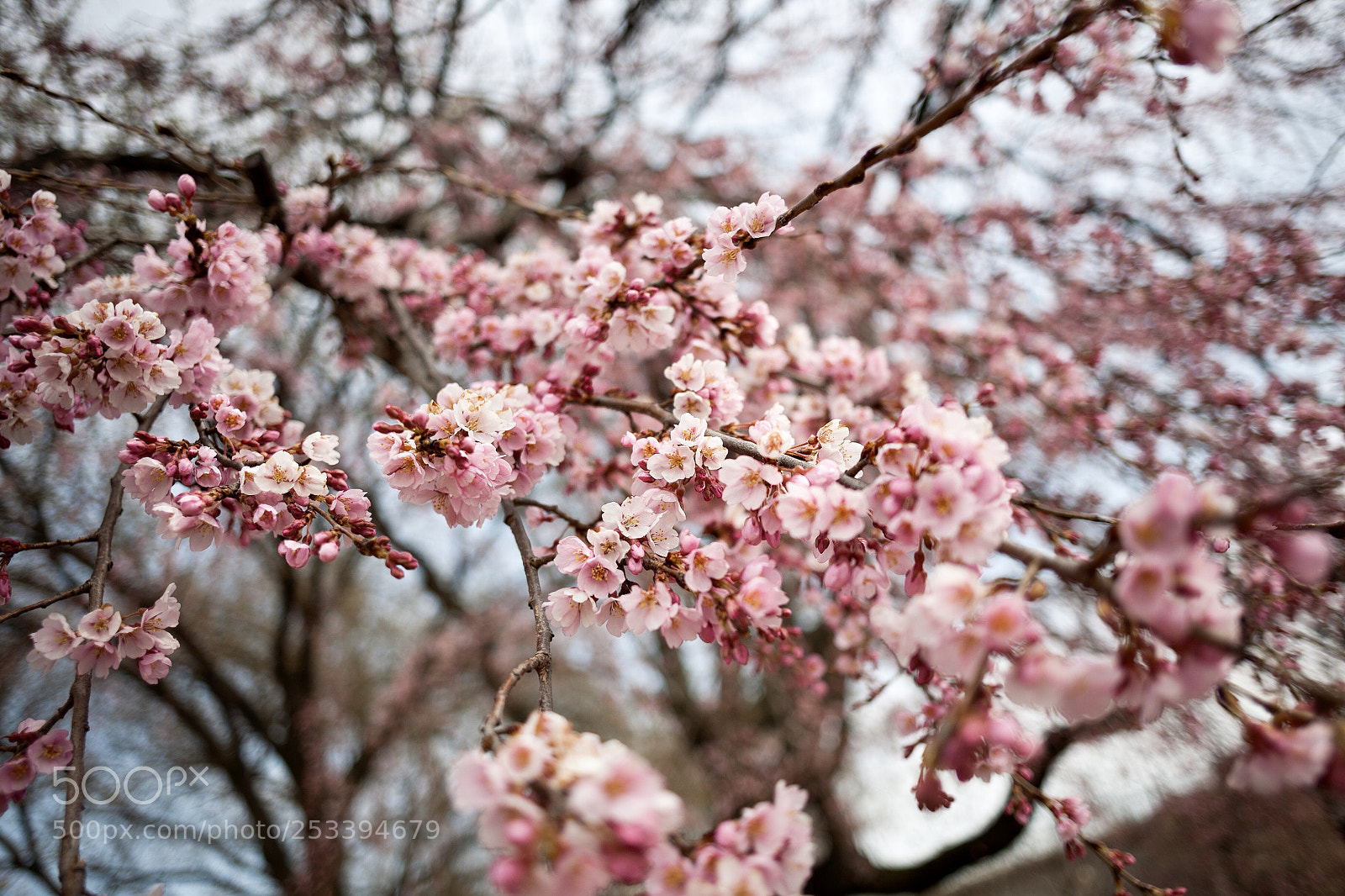Canon EOS 5D sample photo. Untitled photography