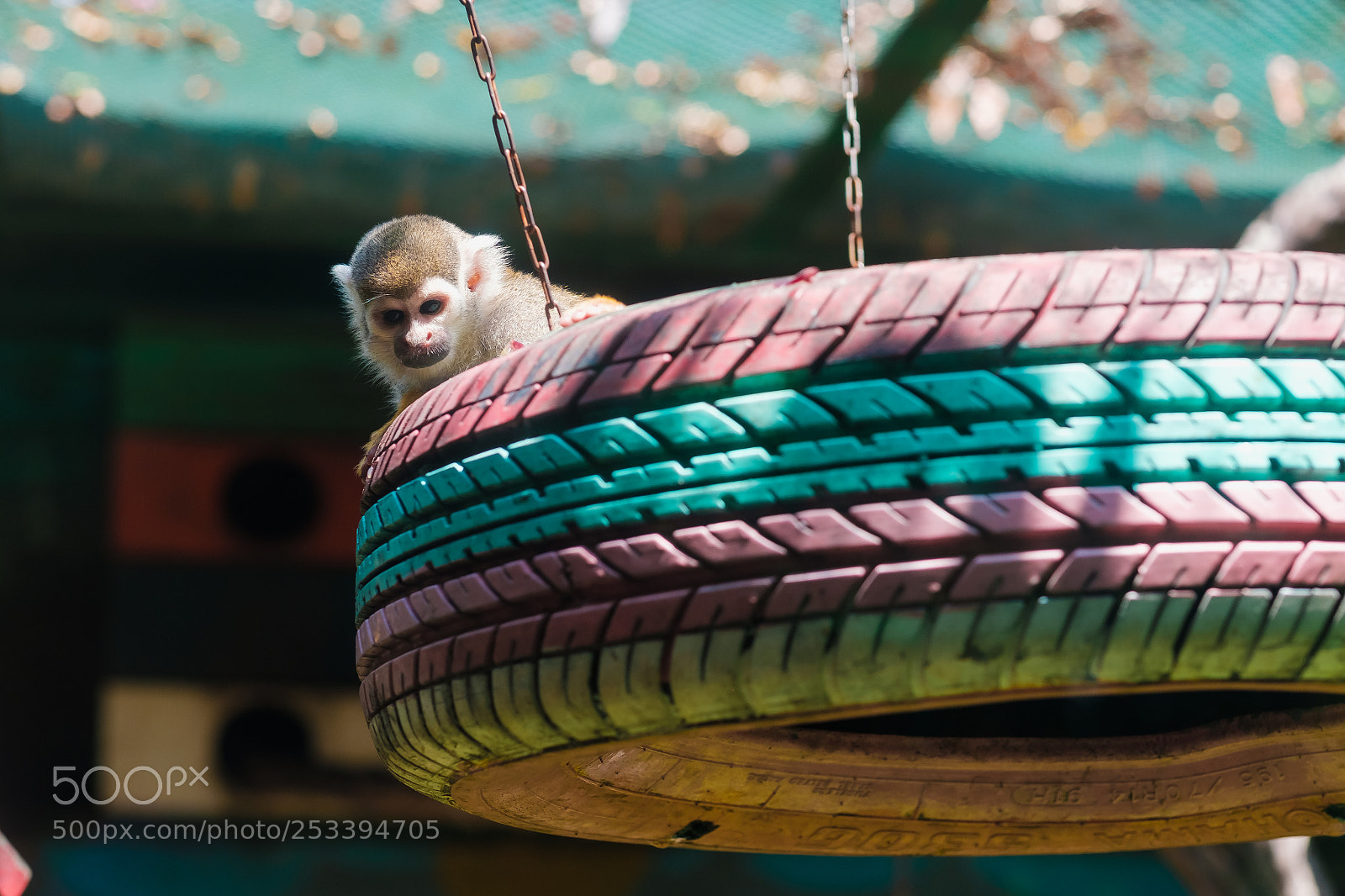 Fujifilm X-E3 sample photo. Baby monkey playing on photography
