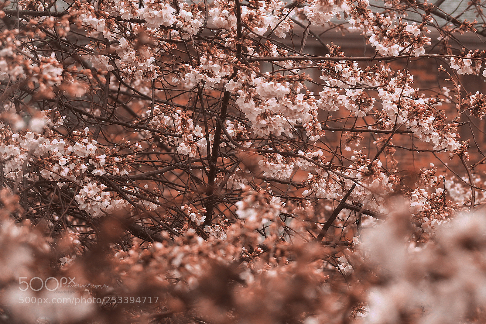Canon EOS 1100D (EOS Rebel T3 / EOS Kiss X50) sample photo. Spring atmosphere photography