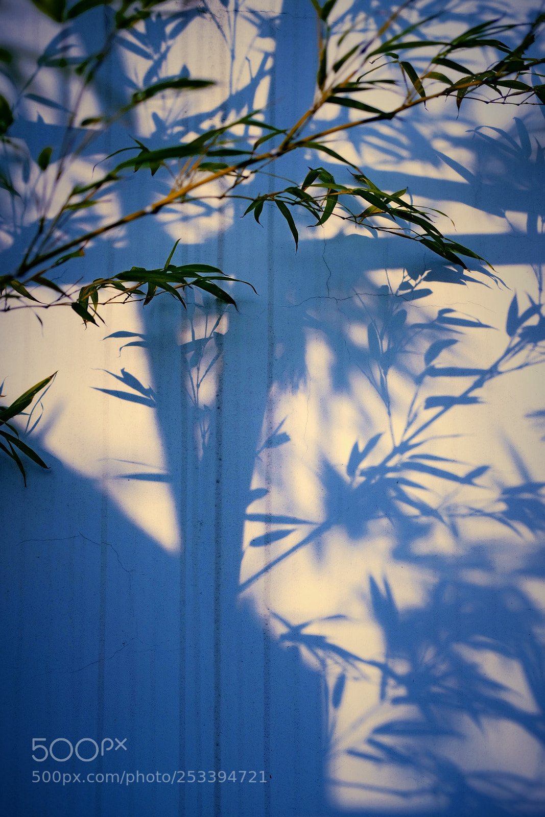Fujifilm X-Pro2 sample photo. Bamboo shadow photography