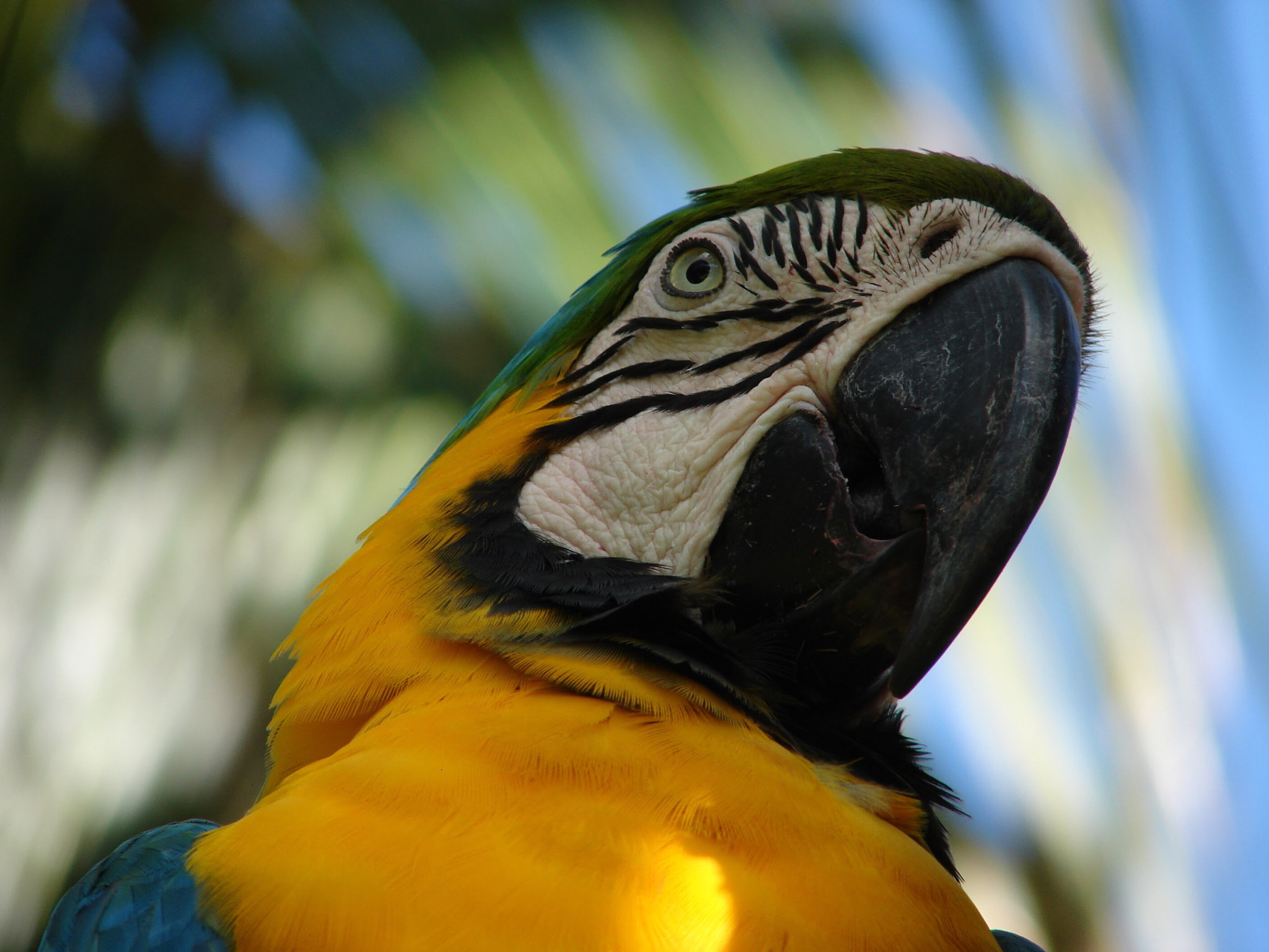 Sony DSC-H2 sample photo. Guacamayo photography