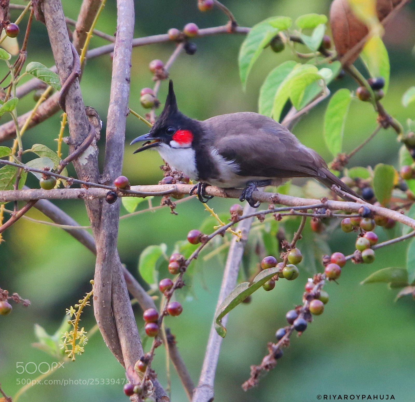 Canon EOS 80D sample photo. Red whiskered bulbul photography