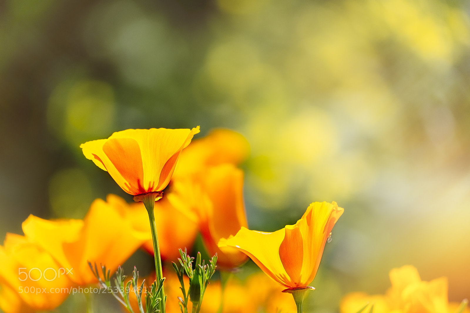 Fujifilm X-T2 sample photo. Radiance in the garden photography