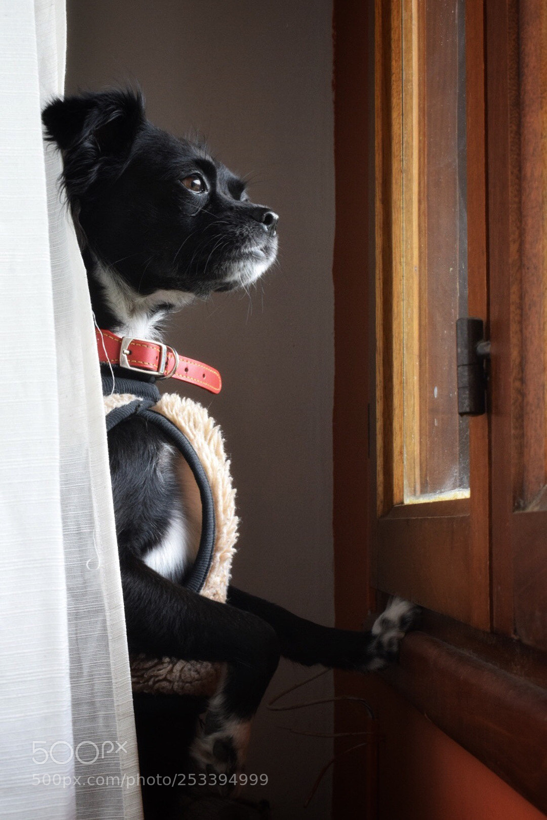 Nikon D5300 sample photo. My loki photography