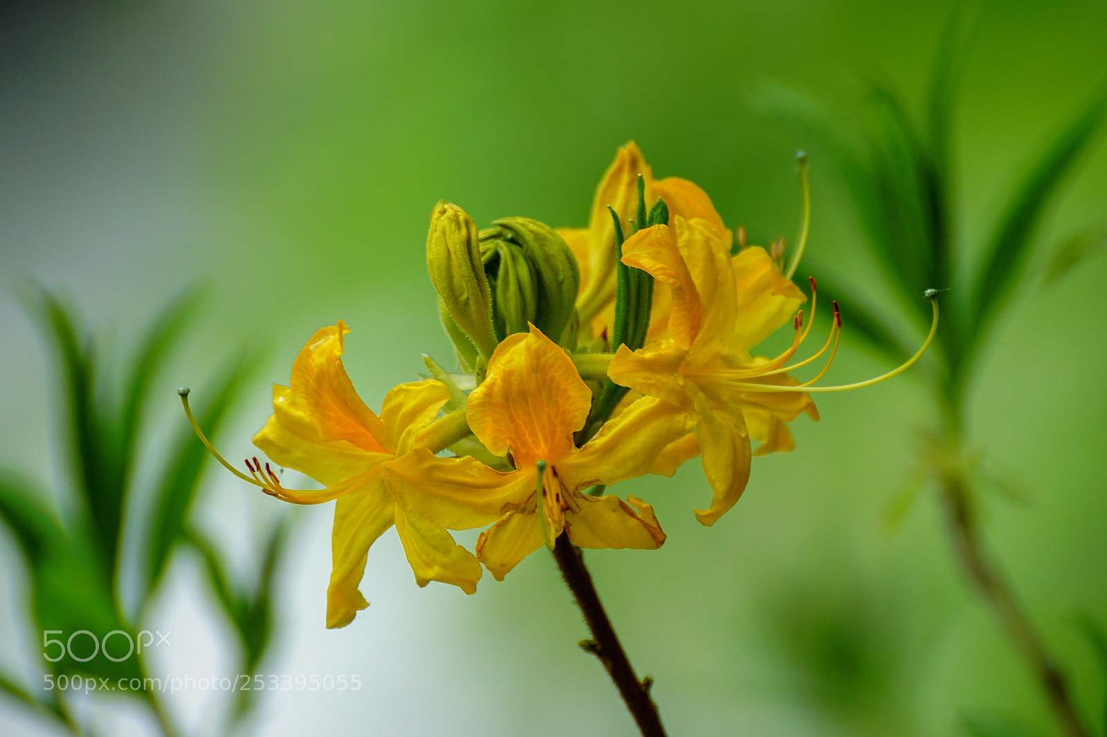 Sony ILCA-77M2 sample photo. Rhododendron caucasian photography