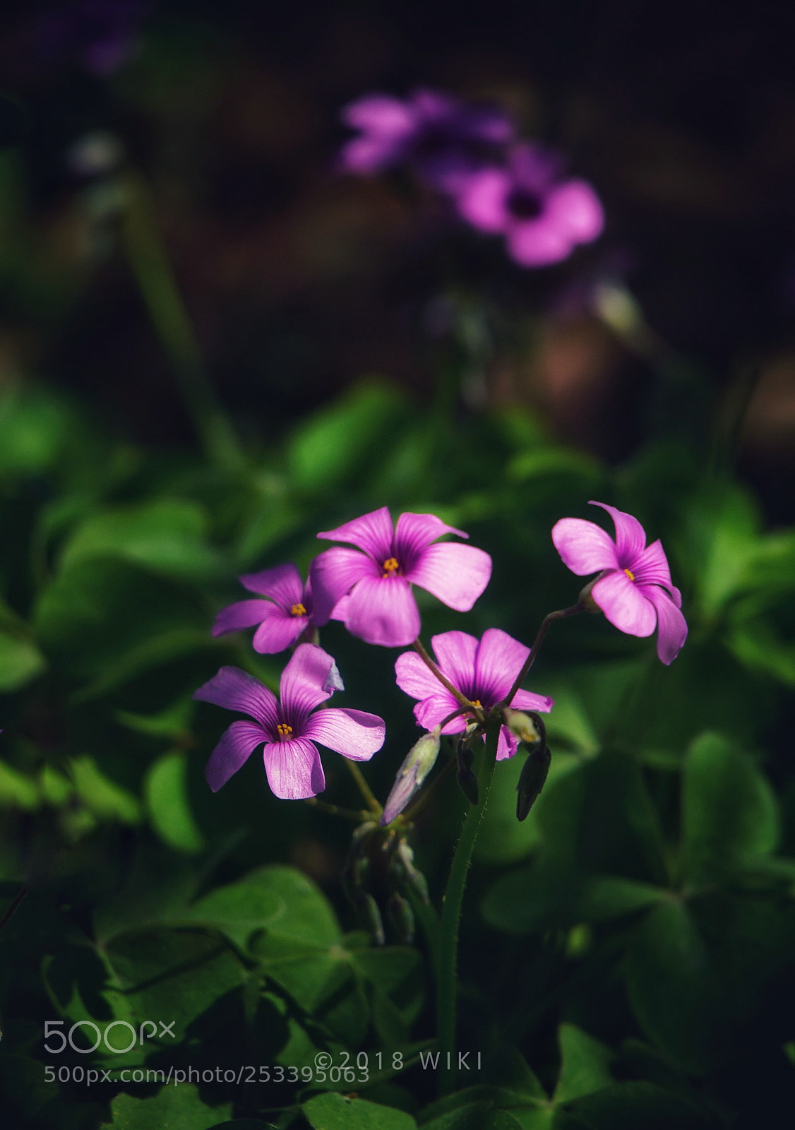 Sony a5100 sample photo. Untitled photography