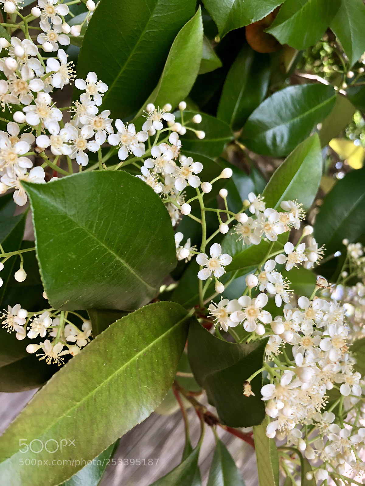 Apple iPhone X sample photo. Bright eyes photography
