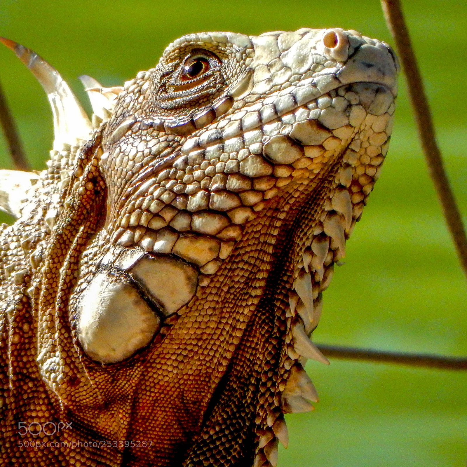 Nikon Coolpix S9900 sample photo. In brazil photography