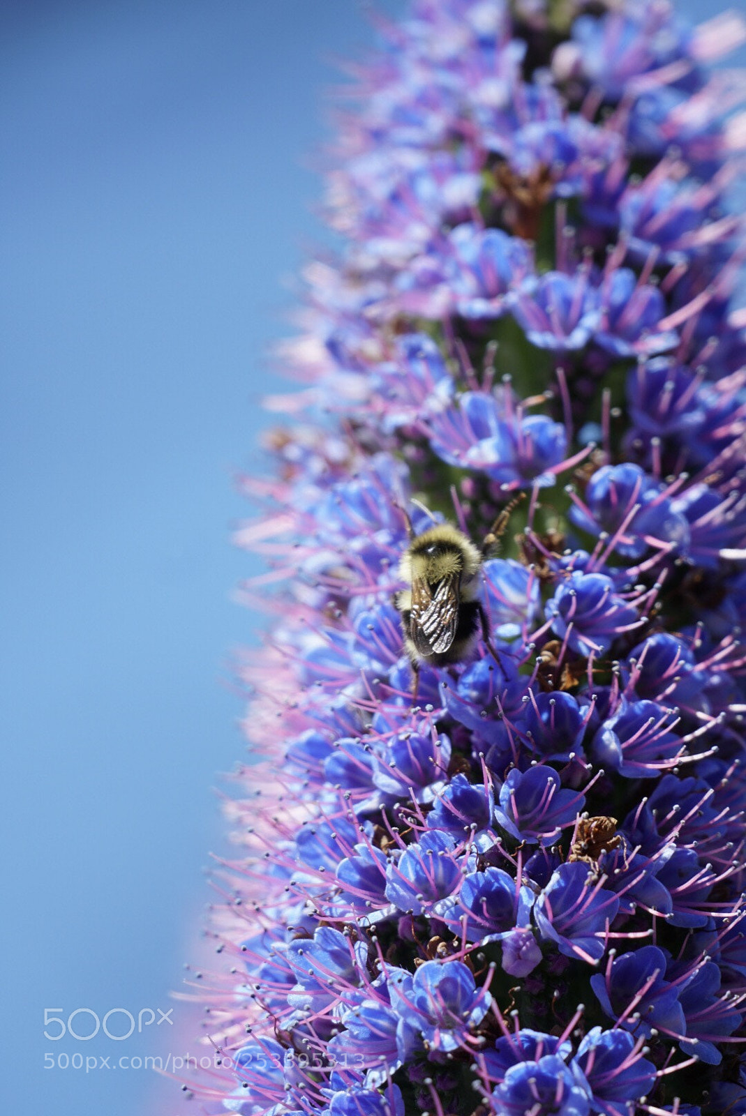 Sony a6300 sample photo. Hungry bee photography