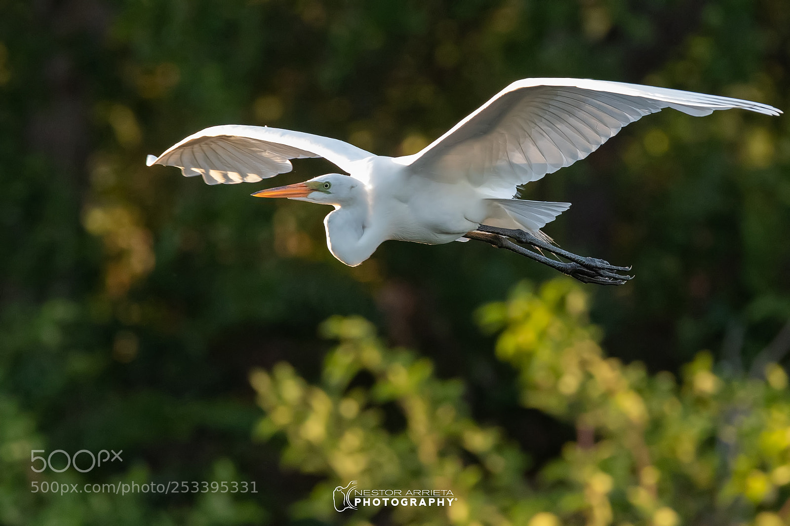 Canon EOS-1D X Mark II sample photo. Ardea copy photography