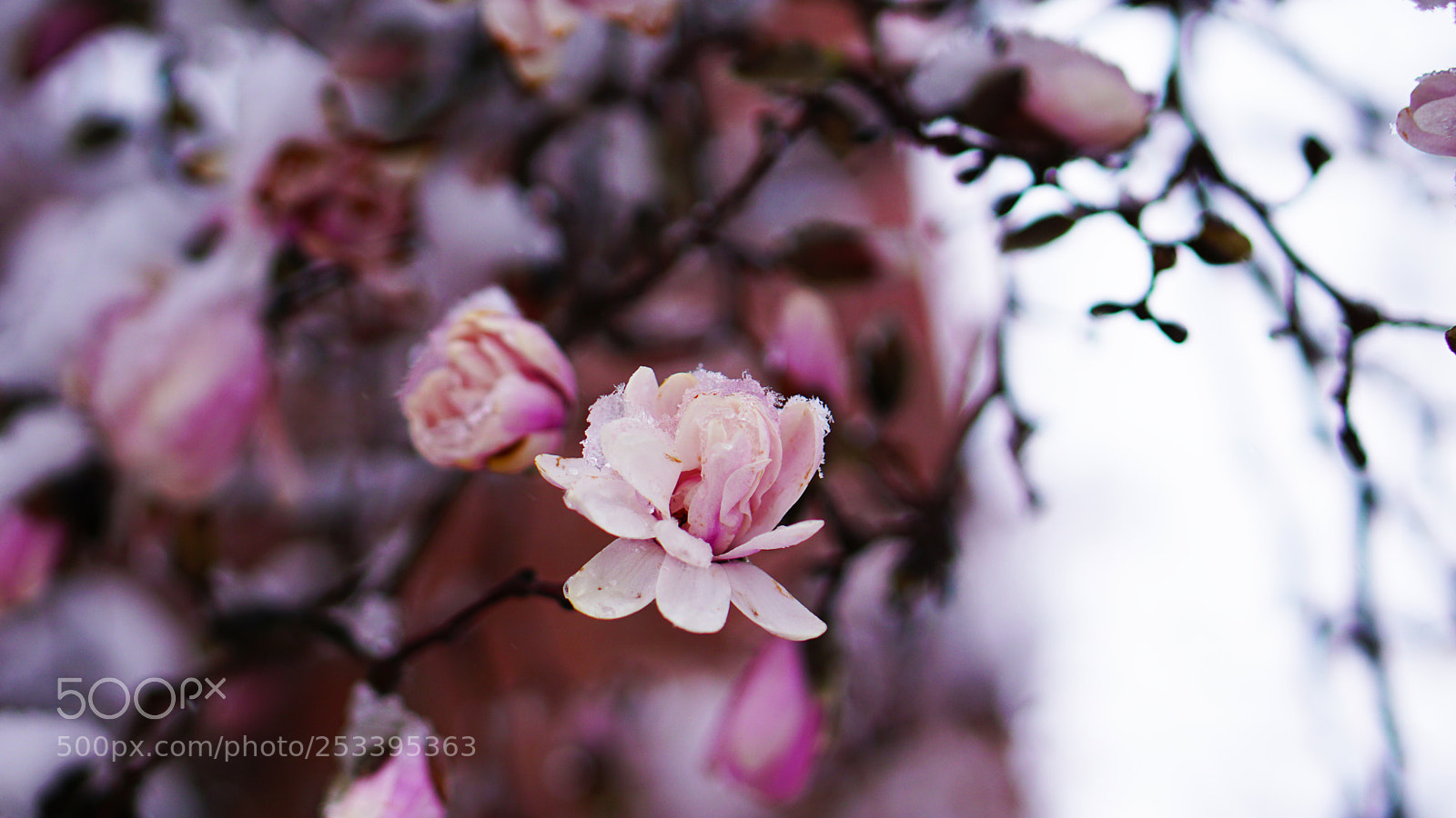 Sony a6000 sample photo. Flower photography