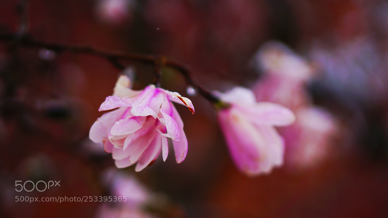 Sony a6000 sample photo. Flower photography