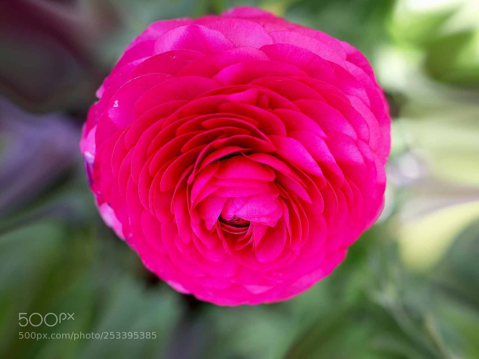 Canon EOS-1D X Mark II sample photo. Untitled photography