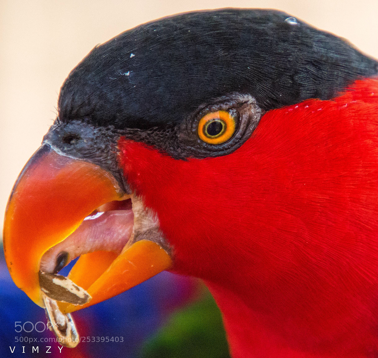 Nikon D7200 sample photo. Parrot tongue photography
