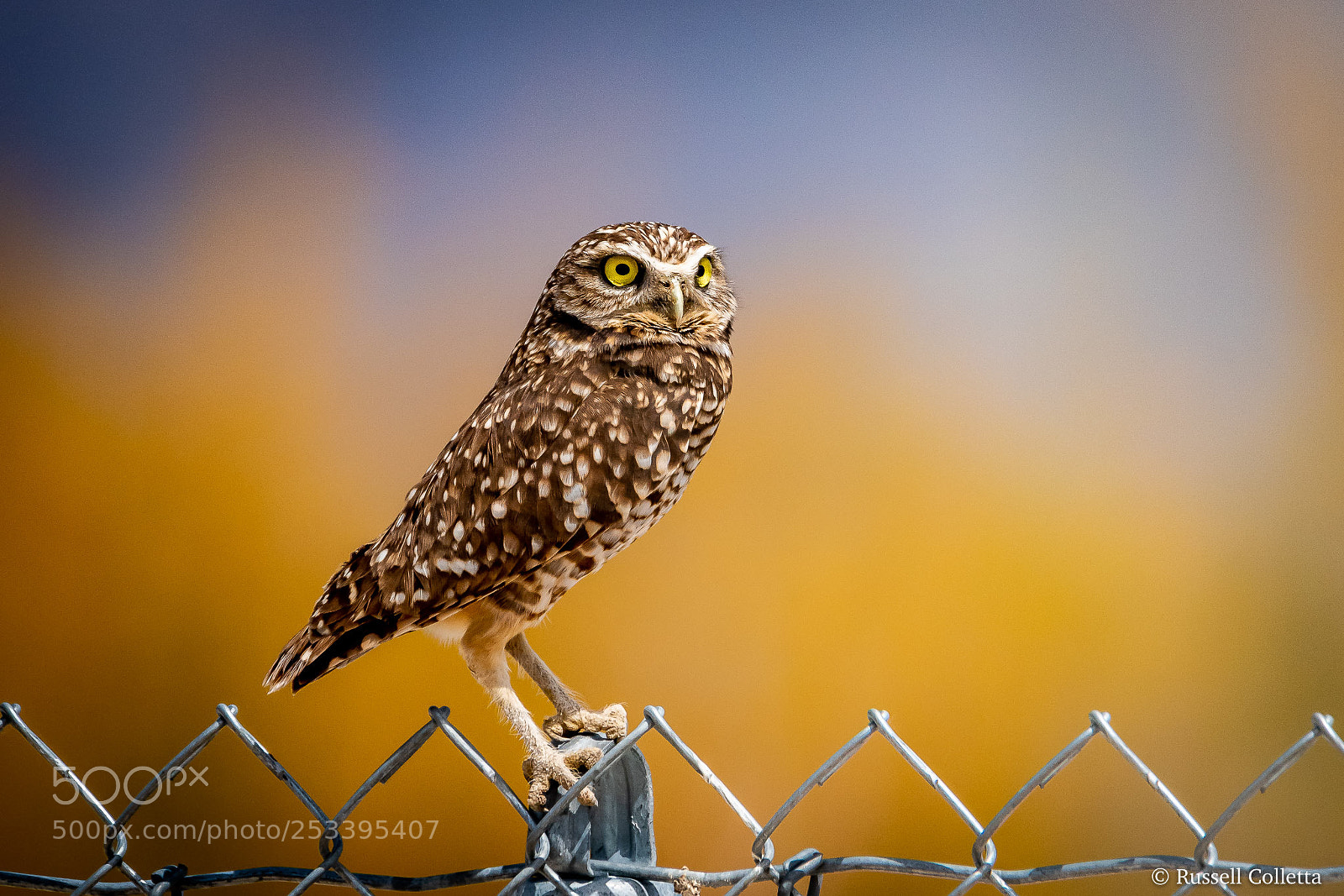 Nikon D810 sample photo. City bird photography