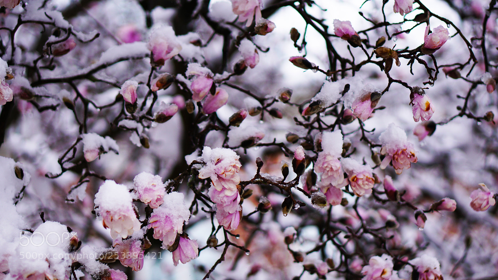 Sony a6000 sample photo. Flower photography