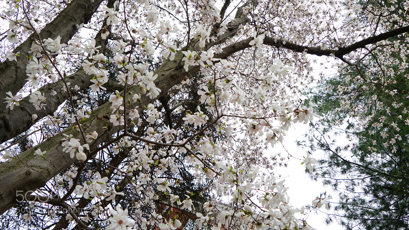 Sony a6000 sample photo. Flower photography
