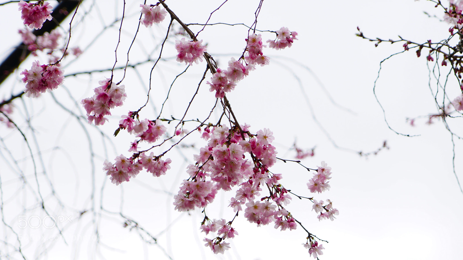 Sony a6000 sample photo. Flower photography
