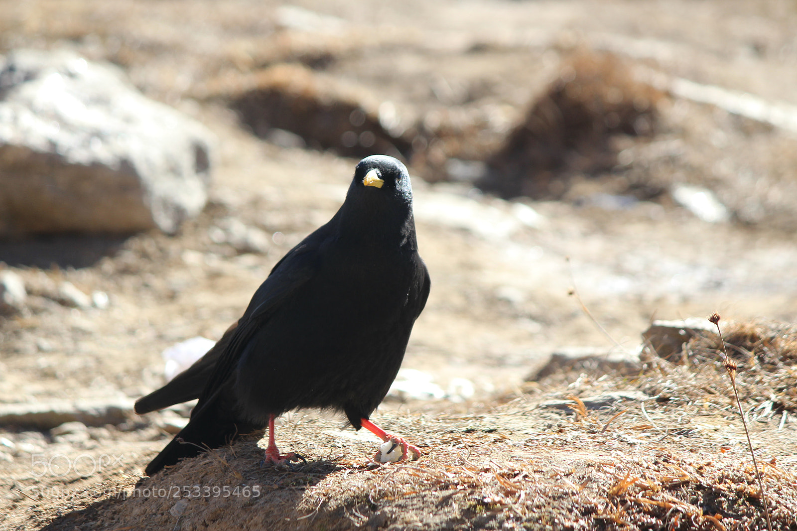 Canon EF-S 55-250mm F4-5.6 IS II sample photo. Untitled photography