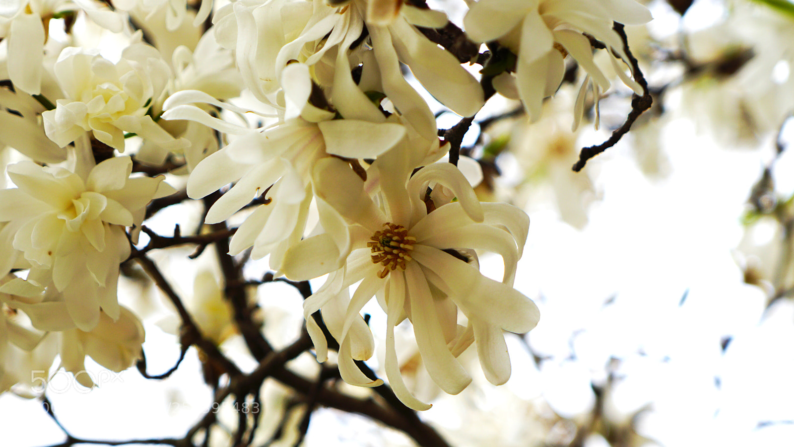 Sony a6000 sample photo. Flower photography