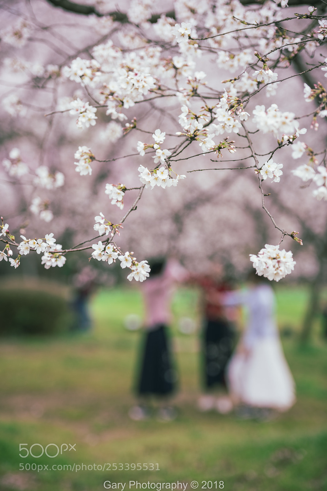 Nikon D810 sample photo. 花季年华 photography
