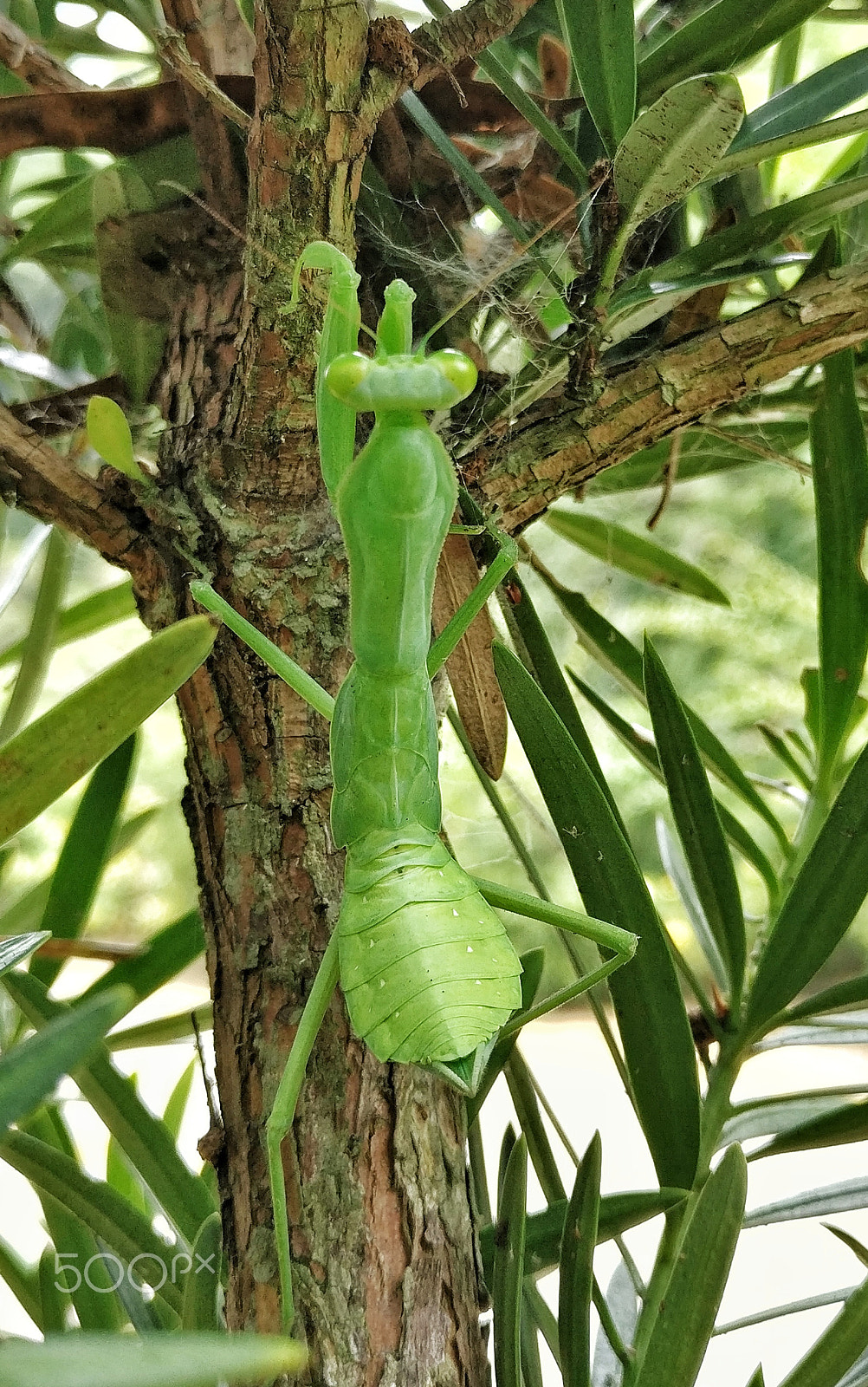 OnePlus A3000 sample photo. Mantis photography