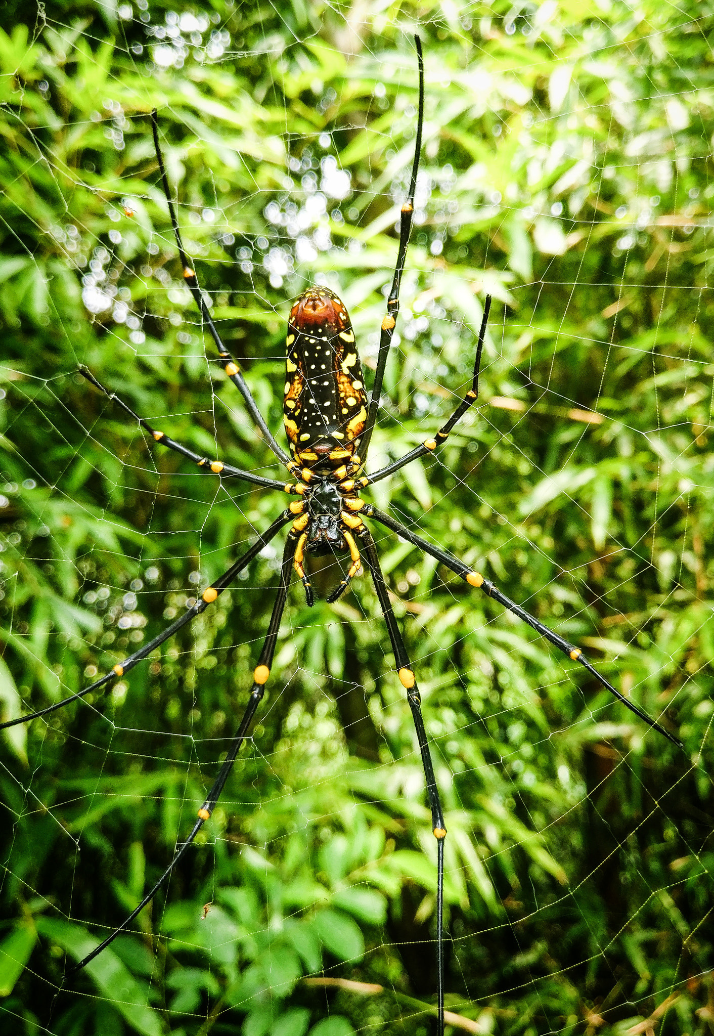OnePlus A3000 sample photo. Spider photography