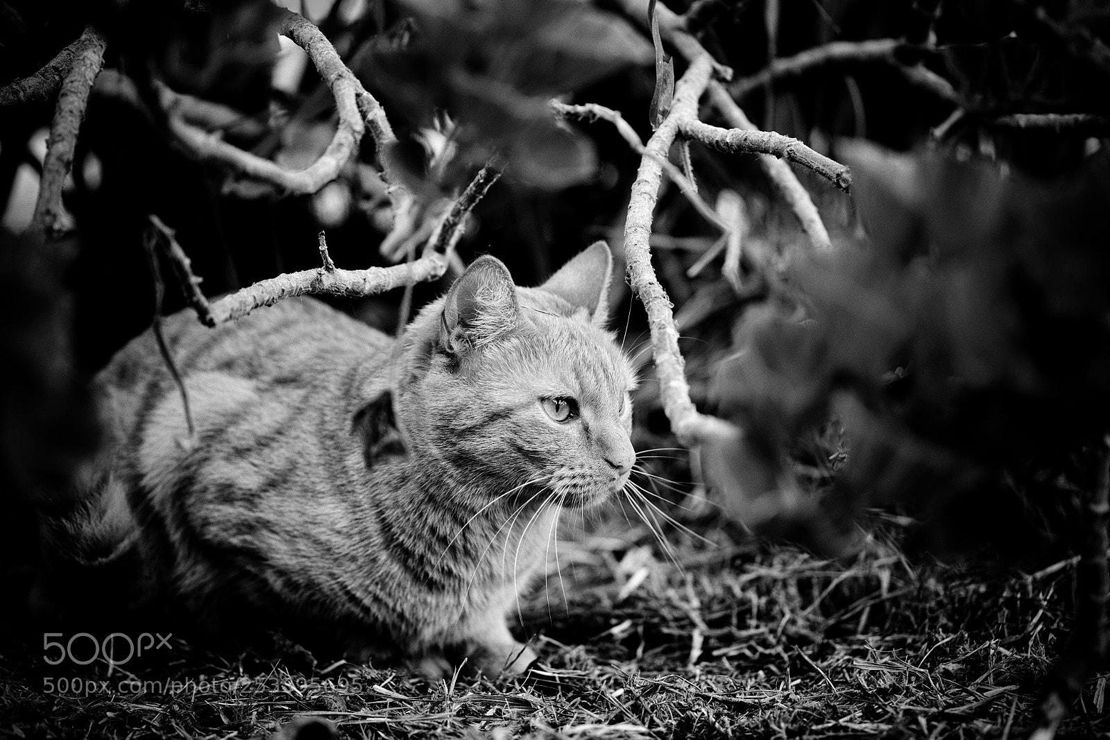 Fujifilm X-T1 sample photo. Mila photography