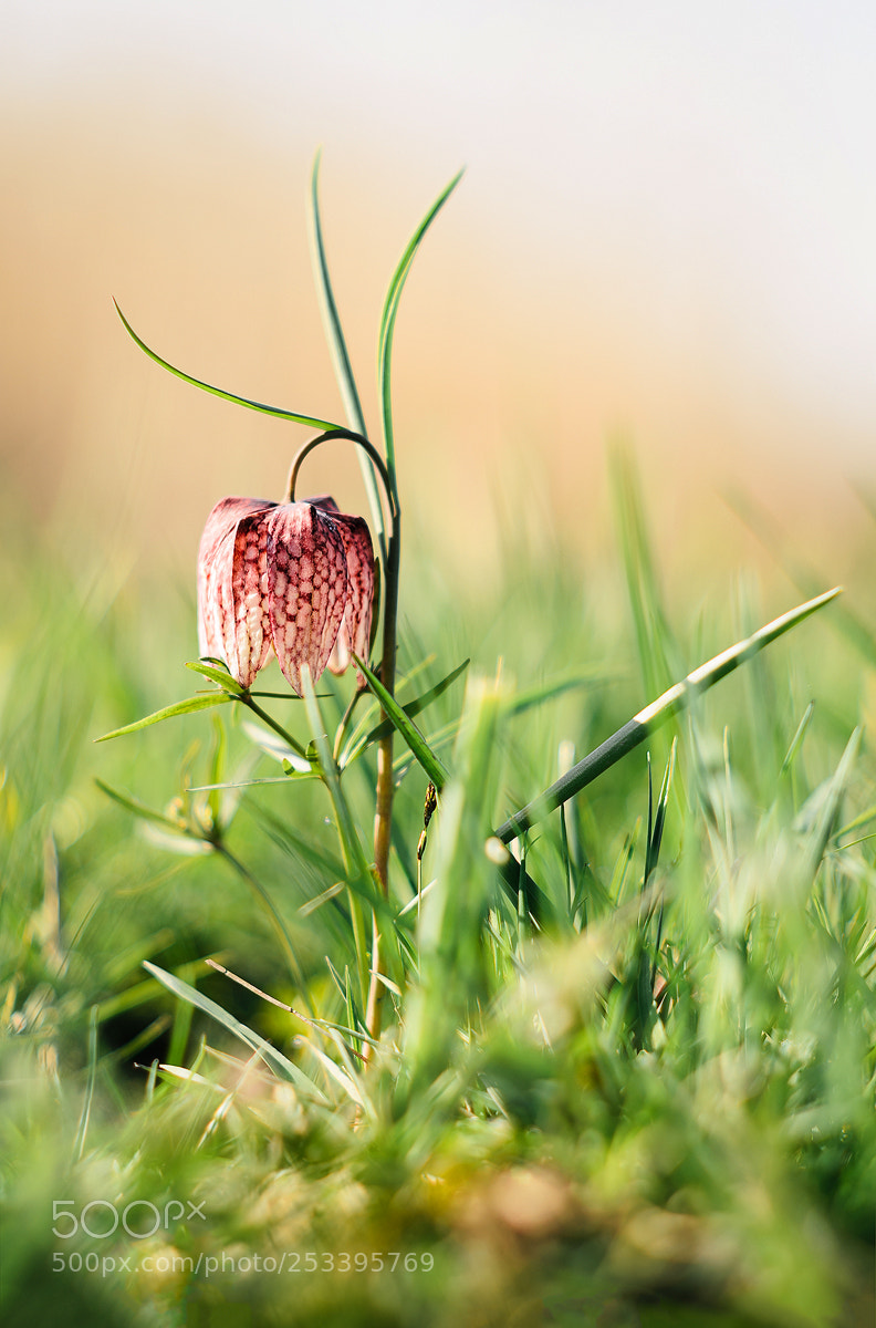 Nikon D7000 sample photo. Fritillaria meleagris photography