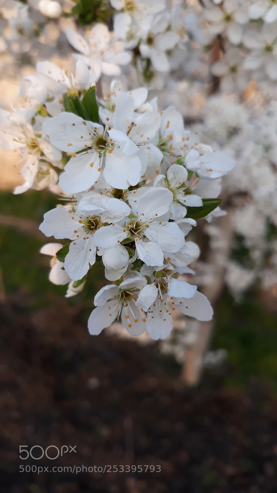 Samsung Galaxy J7 sample photo. Springtime photography