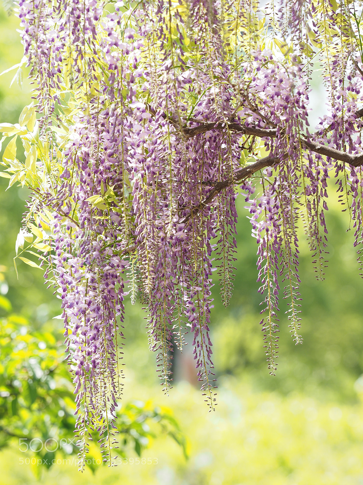 Olympus OM-D E-M1 sample photo. The strings of purple photography