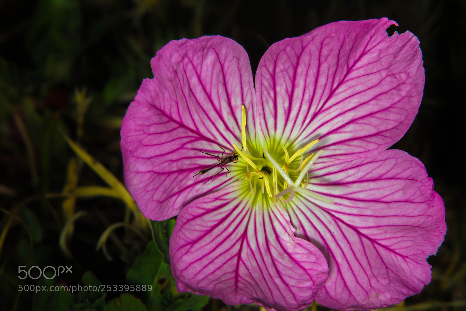 Canon EOS 7D sample photo. Wild flower photography