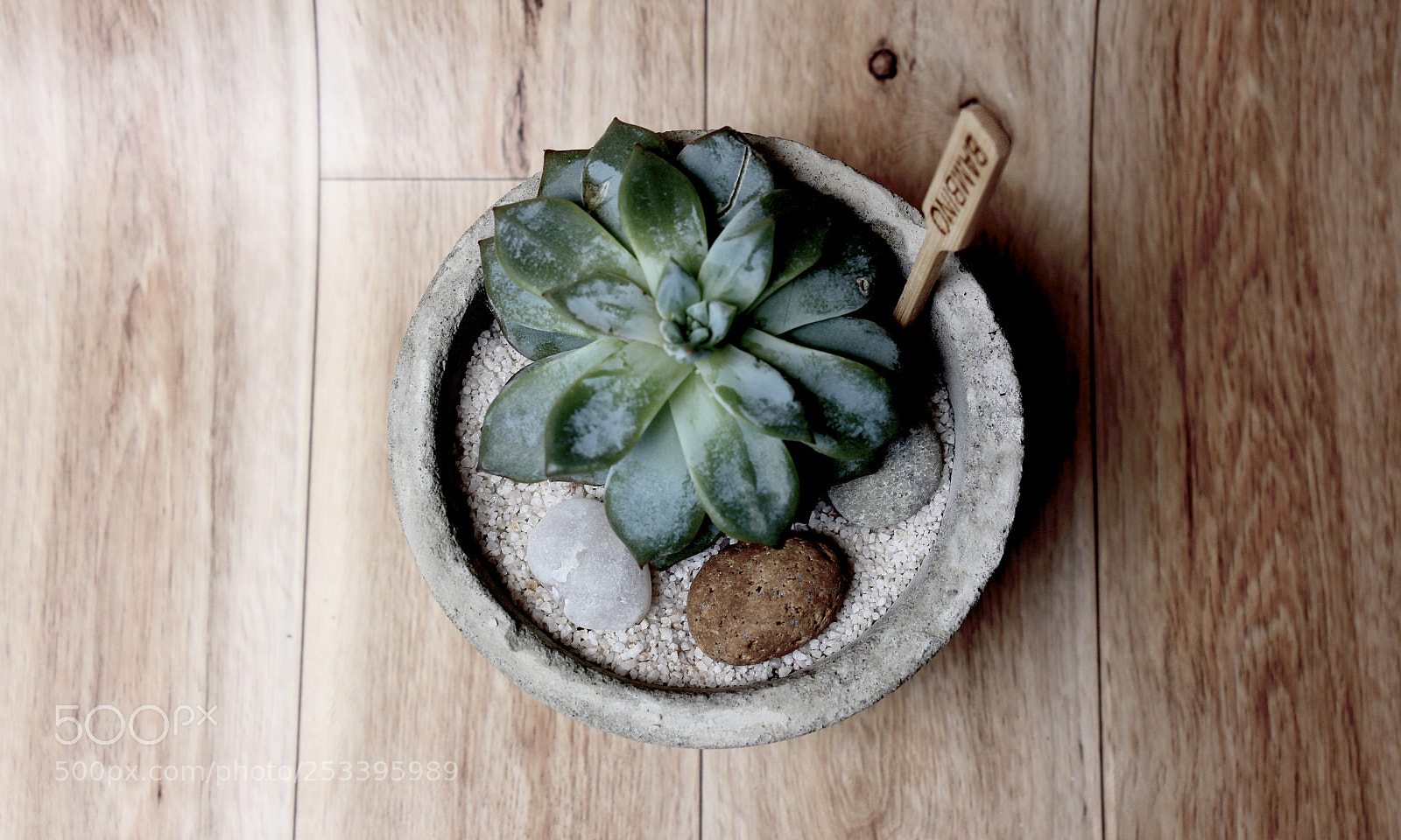 Canon EOS 600D (Rebel EOS T3i / EOS Kiss X5) sample photo. Succulent photography