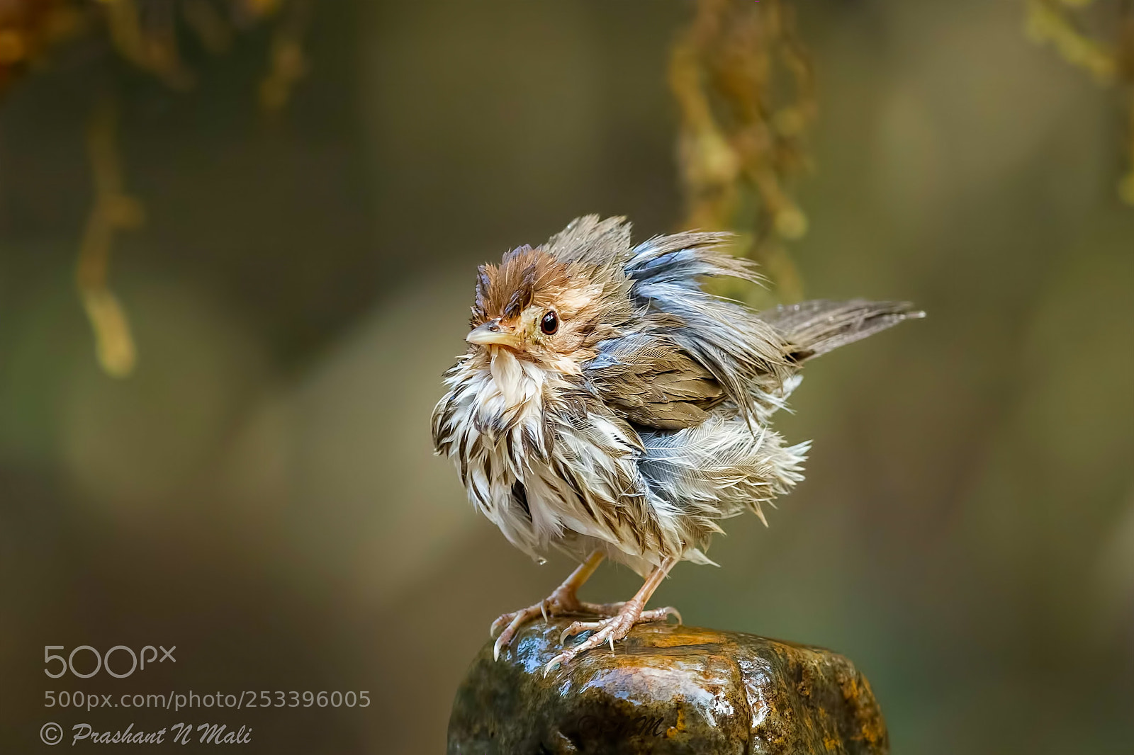 Canon EOS 5D Mark IV sample photo. Puff-throated babbler photography