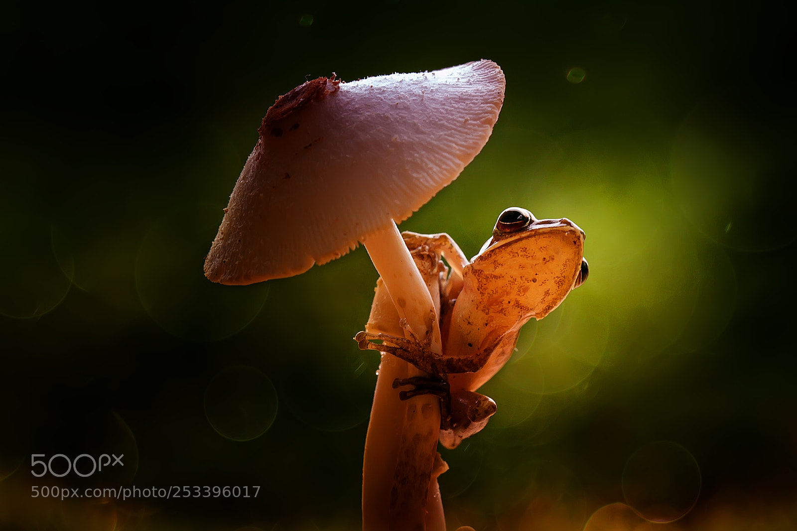 Canon EOS 7D sample photo. Under umbrella photography