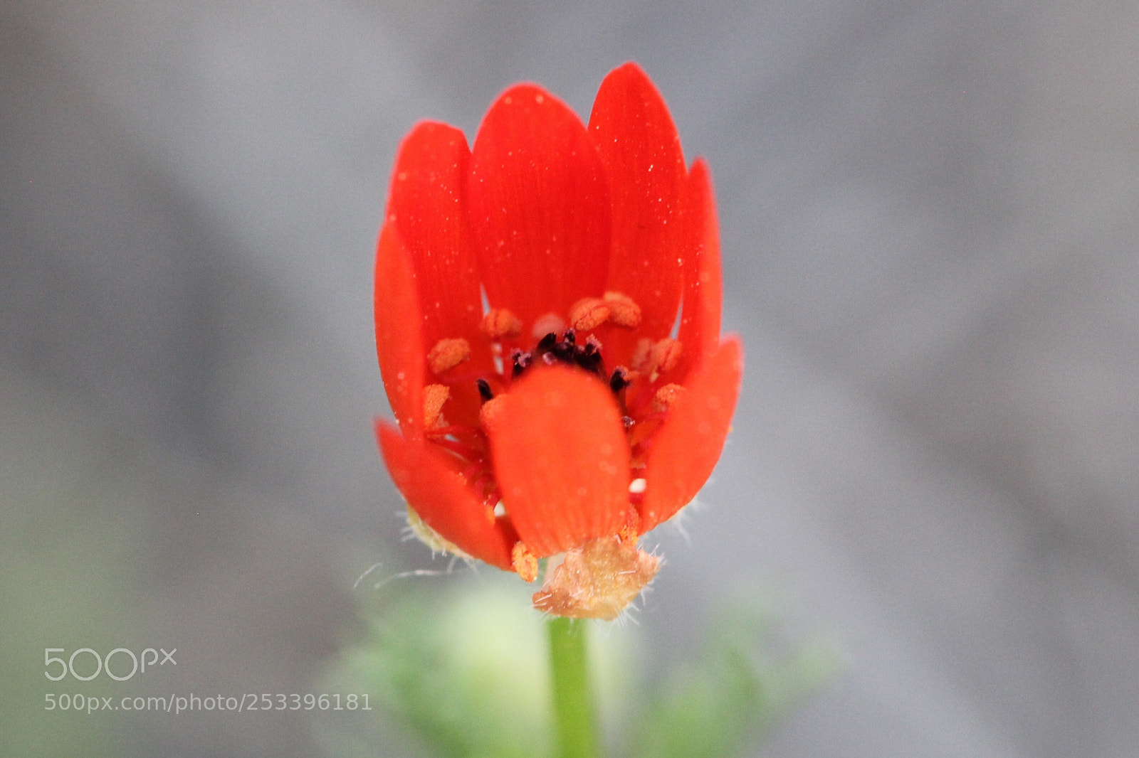 Canon EOS 600D (Rebel EOS T3i / EOS Kiss X5) sample photo. Lady in red  photography